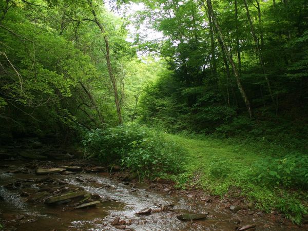8321 Leonard-Cordova Rd, Renick, WV 24966