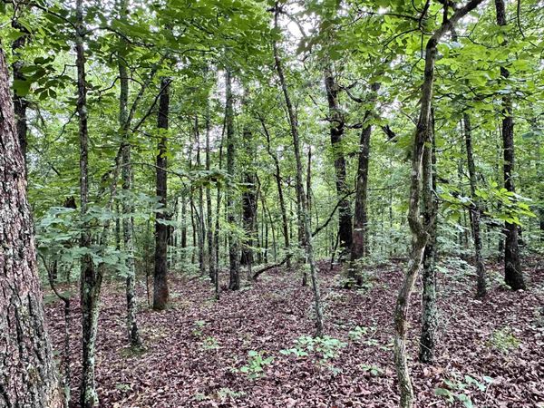 0 Palamino Drive , Williford, AR 72482