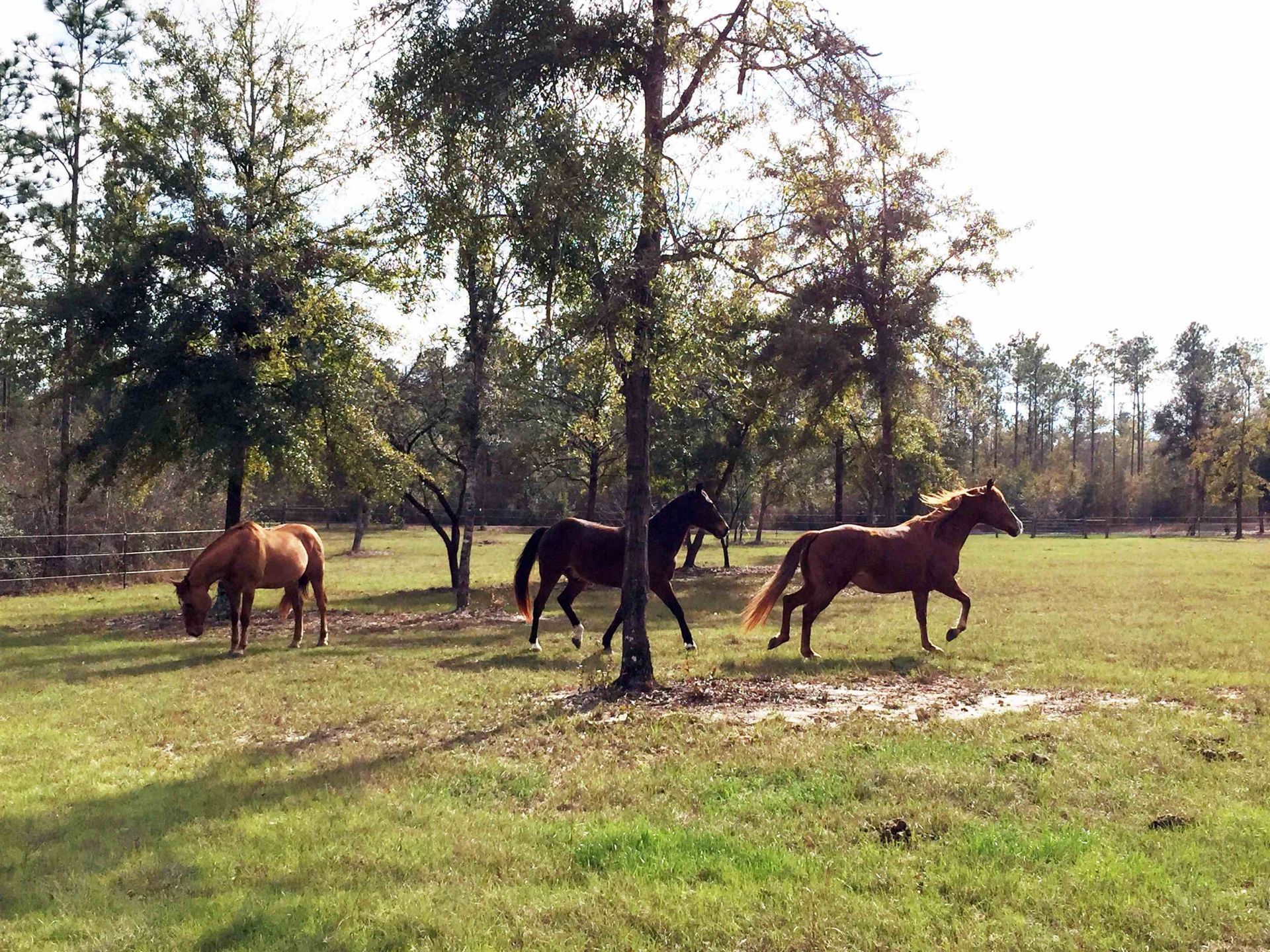 482 Rehwinkel Road, Crawfordville, FL 00000 Photo