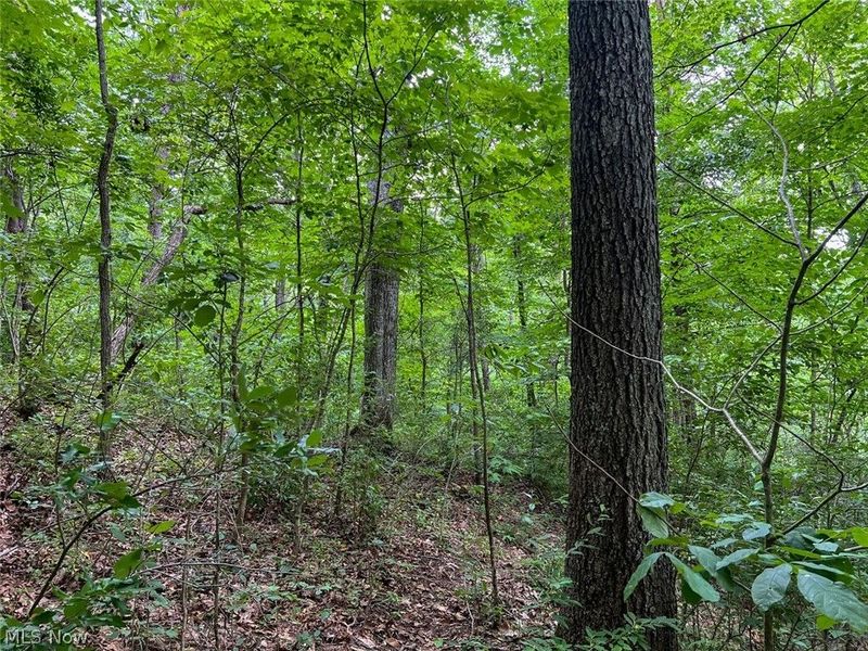 0 County Road 17, Rayland, OH 43943 Photo 24