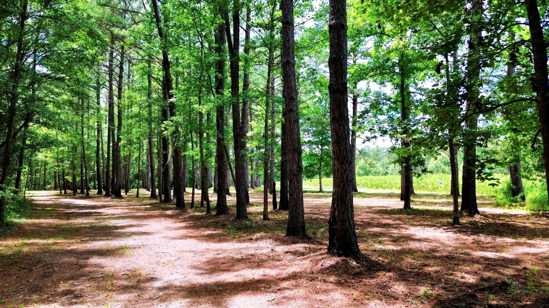 1970 Cross Swamp Road Photo 137