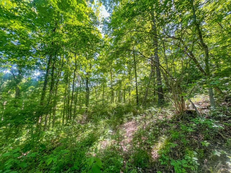 0 Rush Run Road , Rayland, OH 43943 Photo 14