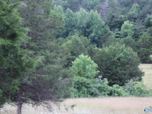 30 Ac Highway 11 N, Valley Head, AL 35989