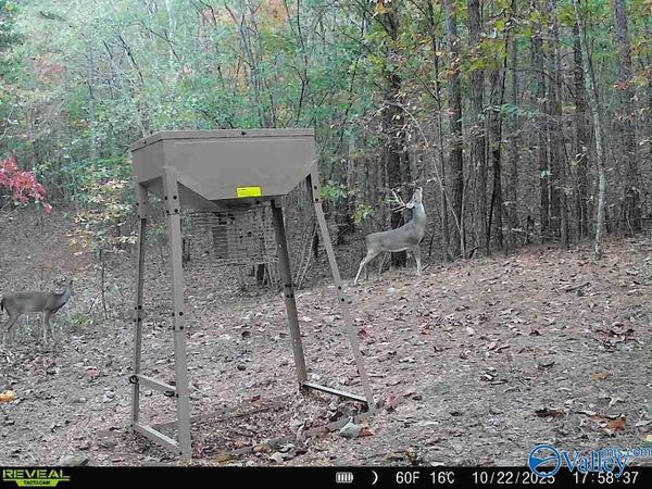 100 ac Highway 11, Valley Head, AL 35989