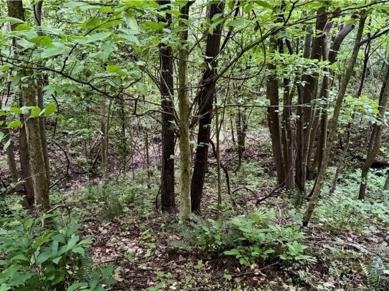 Marlott Run Road, Newcomerstown, OH 43983 Photo 17