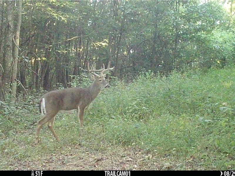 Marlott Run Road, Newcomerstown, OH 43983 Photo 45