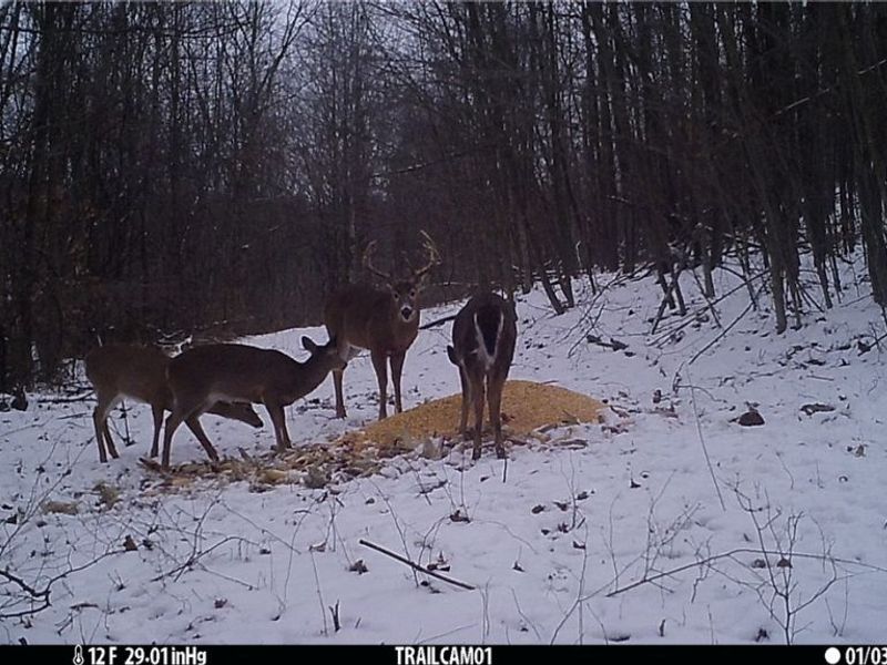 Marlott Run Road, Newcomerstown, OH 43983 Photo 48