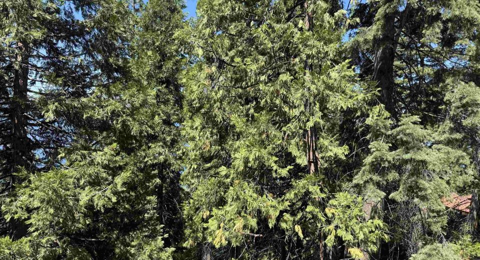 739 Lassen View Drive, Lake Almanor, CA 96137 Photo