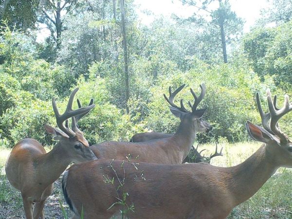 PINE LAKE RD, Lee, FL 32059