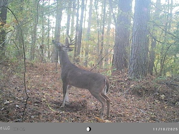 793 County Road 229, Coffeeville, MS 38922