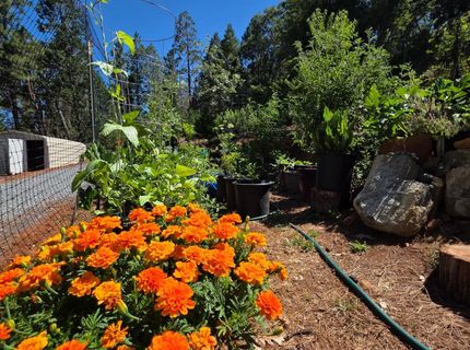 1447 Shining Moon Ln, Georgetown, CA 95634 Photo