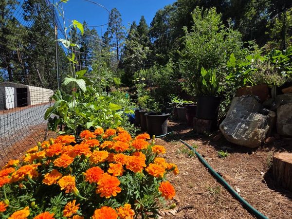 1447 Shining Moon Ln, Georgetown, CA 95634