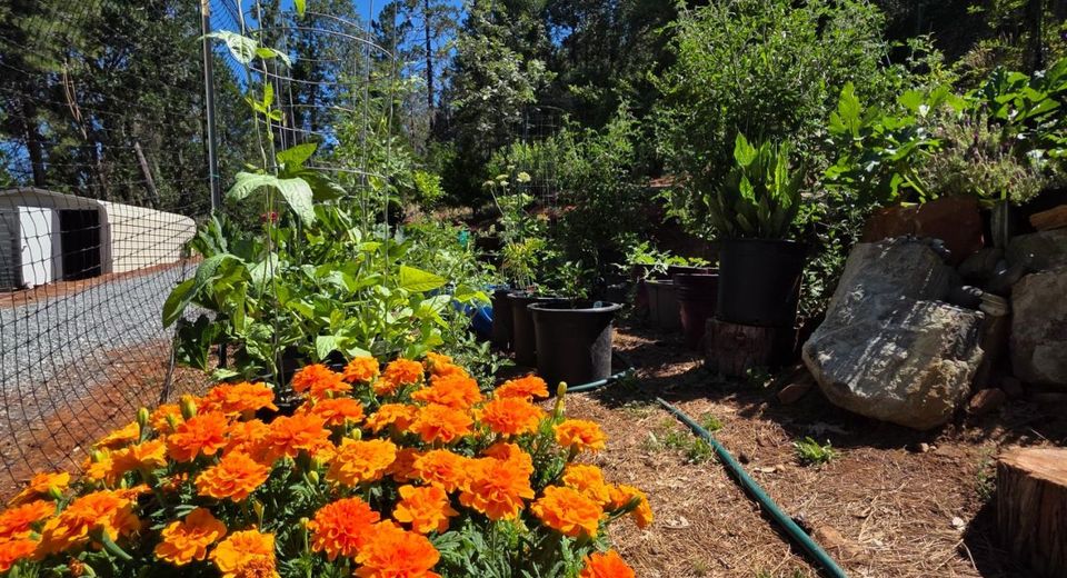 1447 Shining Moon Ln, Georgetown, CA 95634 Photo