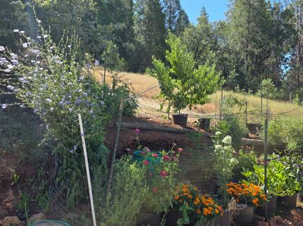 1447 Shining Moon Ln, Georgetown, CA 95634 Photo