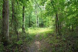 0 Rocky Branch Road  photo 4