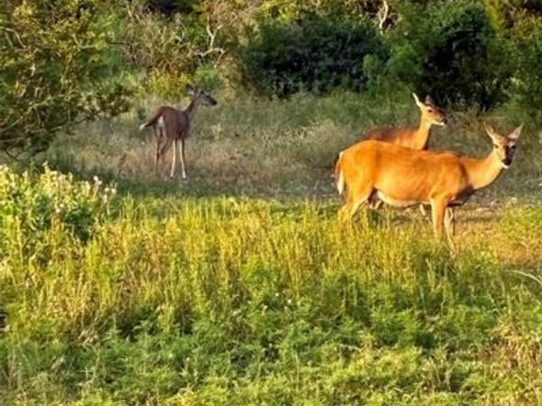 170 CR 505, Goldthwaite, TX 76844
