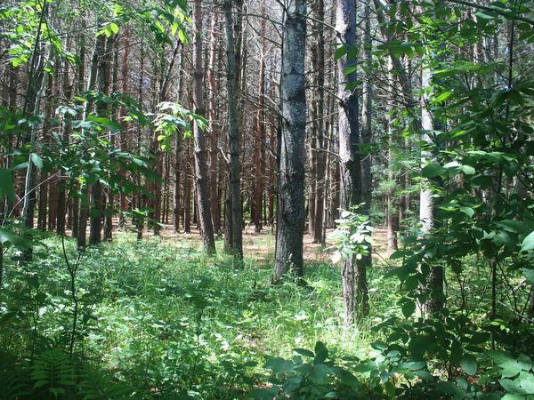 Stone Circle Drive, Kewadin, MI 49648