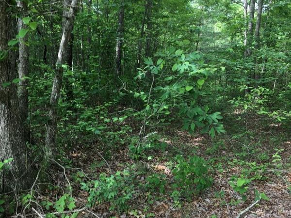 Lot 48 Buckeye Lane, Wilder, TN 38589