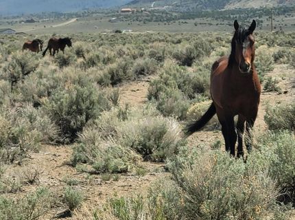 800 Hidden Canyon Road, Reno, NV 89510 Photo