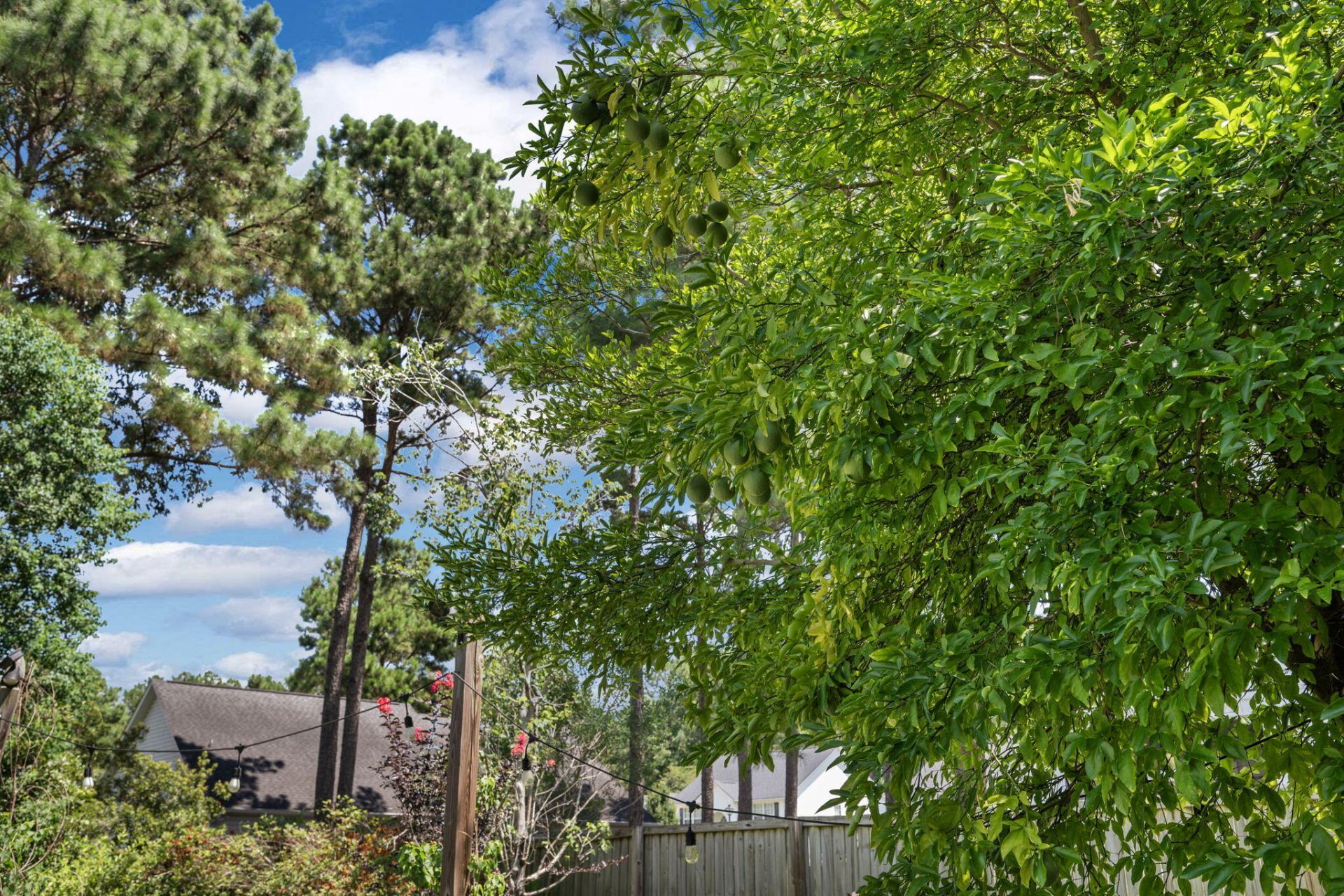 102 Maplewood Court Photo 7