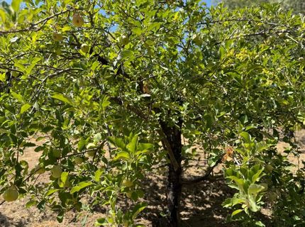 5045 Free Fox Ln, Placerville, CA 95667 Photo