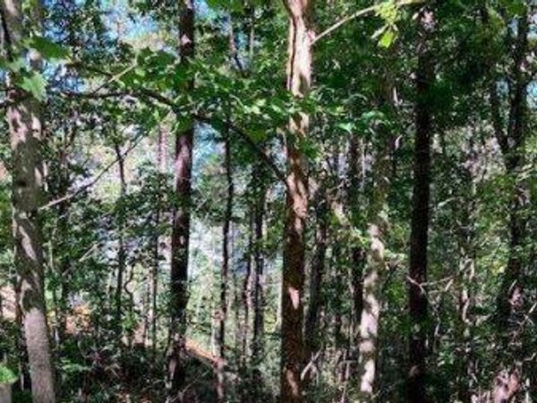LOT 140 Red Oak Trail, Unit 140, Ellijay, GA 30540