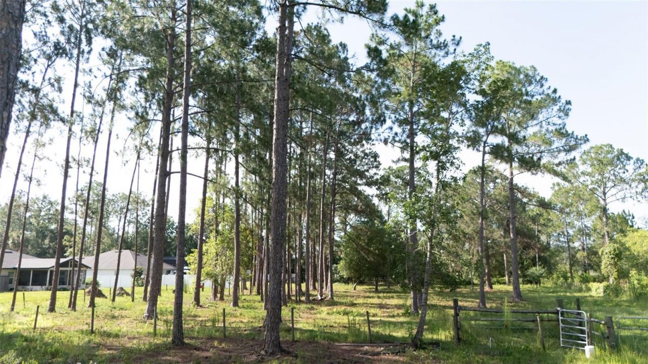 No Street, Deland, FL 32720 Photo