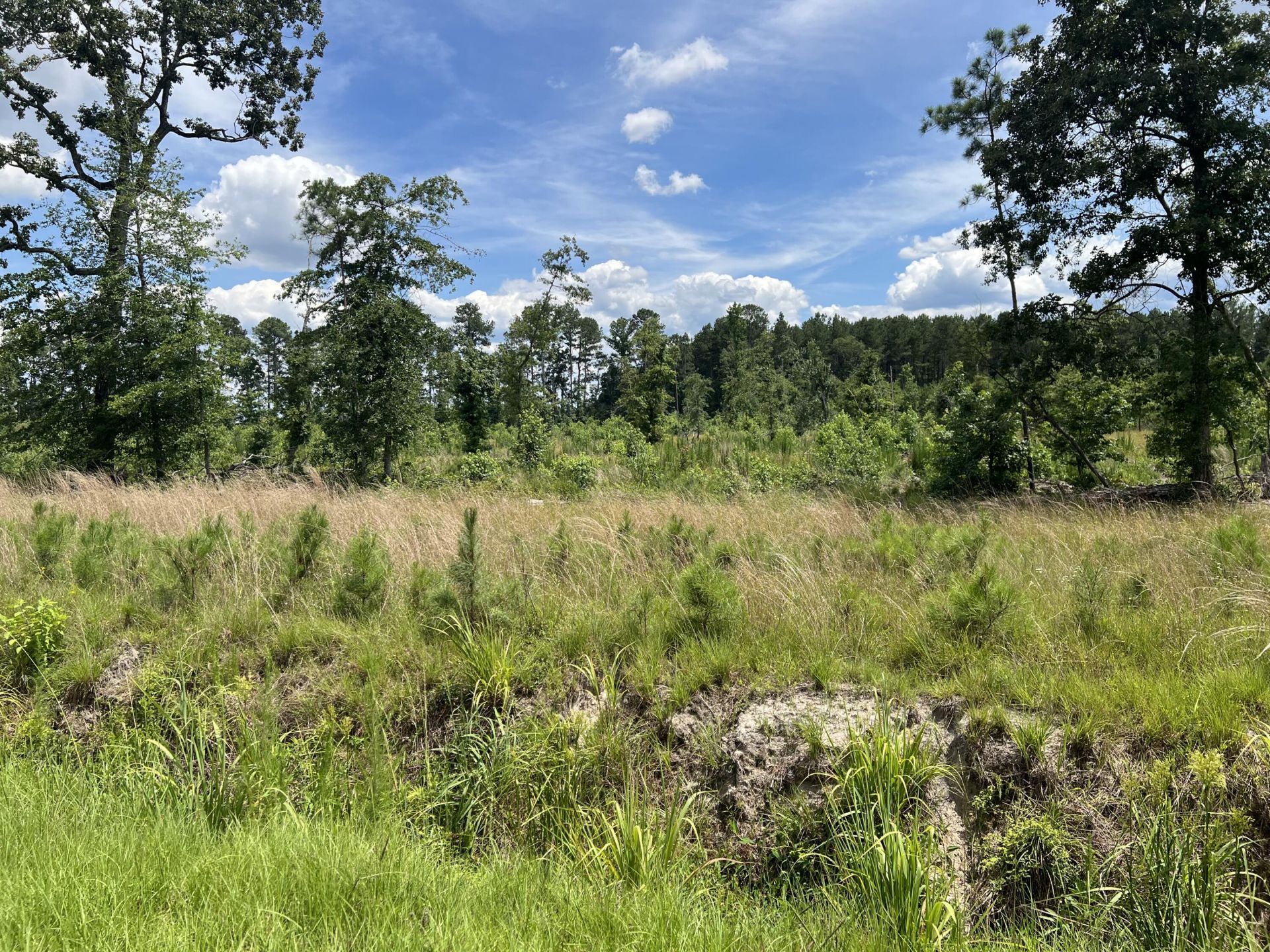 245 Wild Turkey State Rd S-38-465 Photo 4