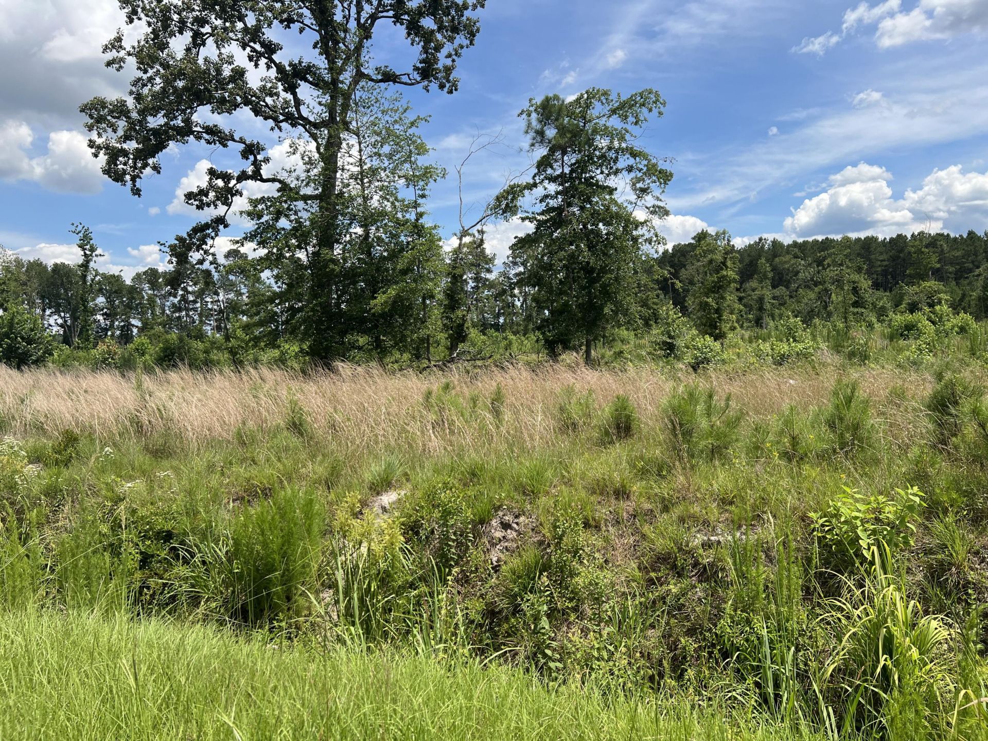 245 Wild Turkey State Rd S-38-465 Photo 6