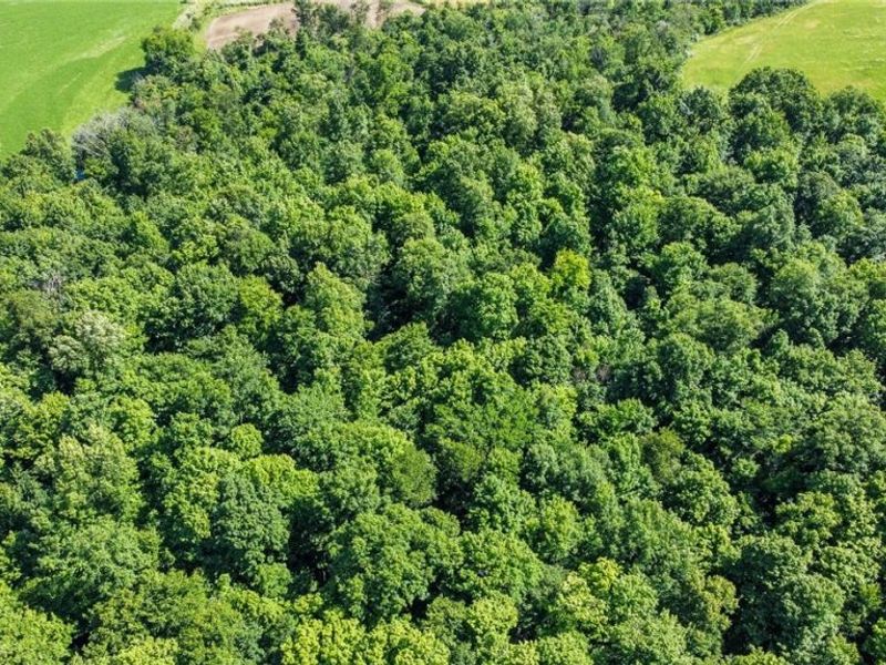Holshoe Road, Homerville, OH 44235 Photo 11