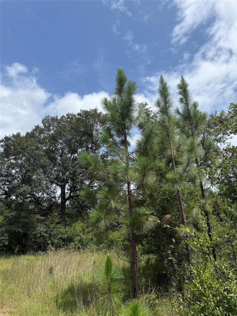 978 Joiner Road, Chipley, FL 32428 Photo