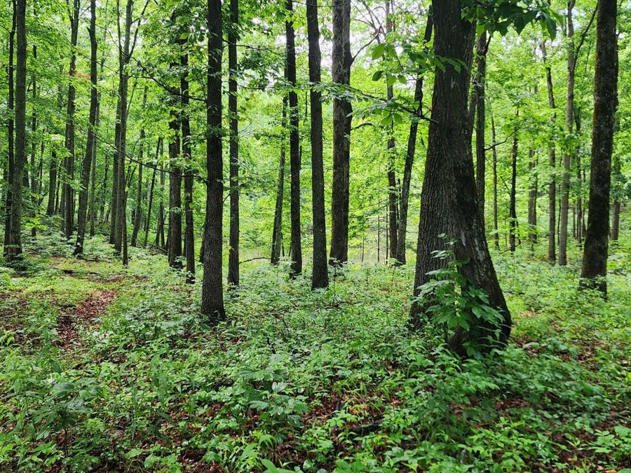 Property Image 11