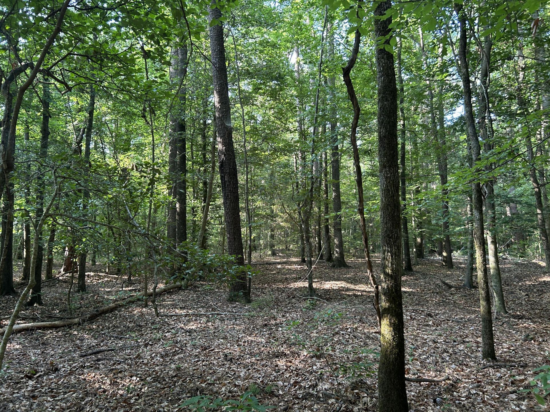 0 Swamp Fox Drive Photo 10