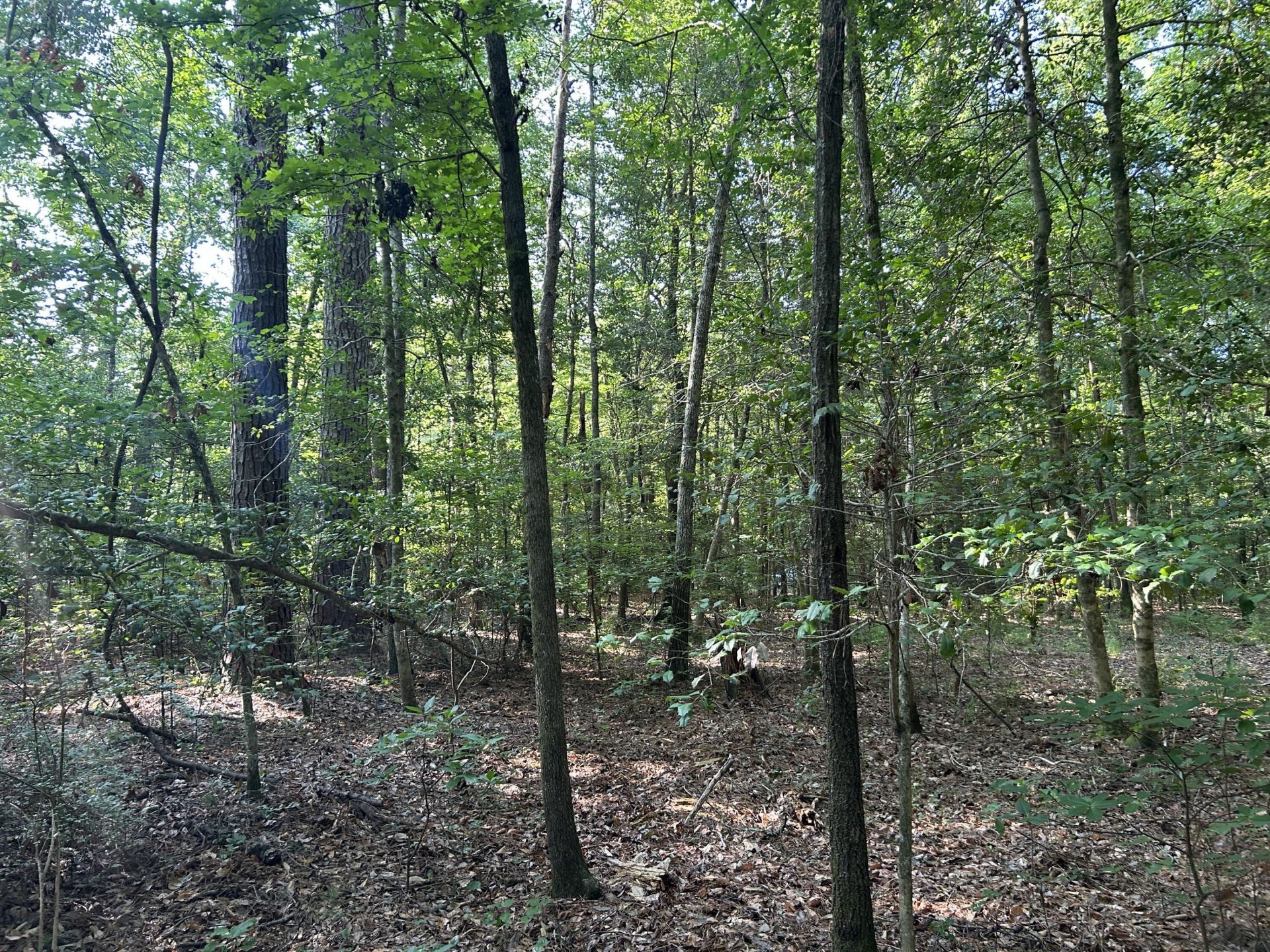 0 Swamp Fox Drive Photo 11