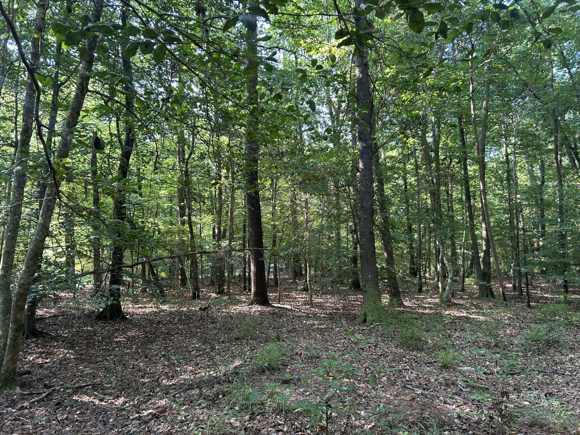 0 Swamp Fox Drive Photo 12
