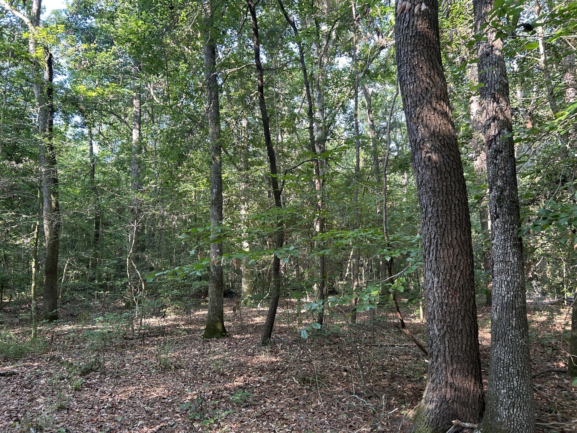 0 Swamp Fox Drive Photo 13