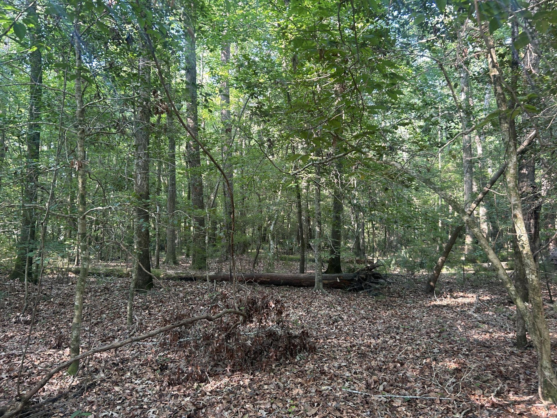 0 Swamp Fox Drive Photo 14