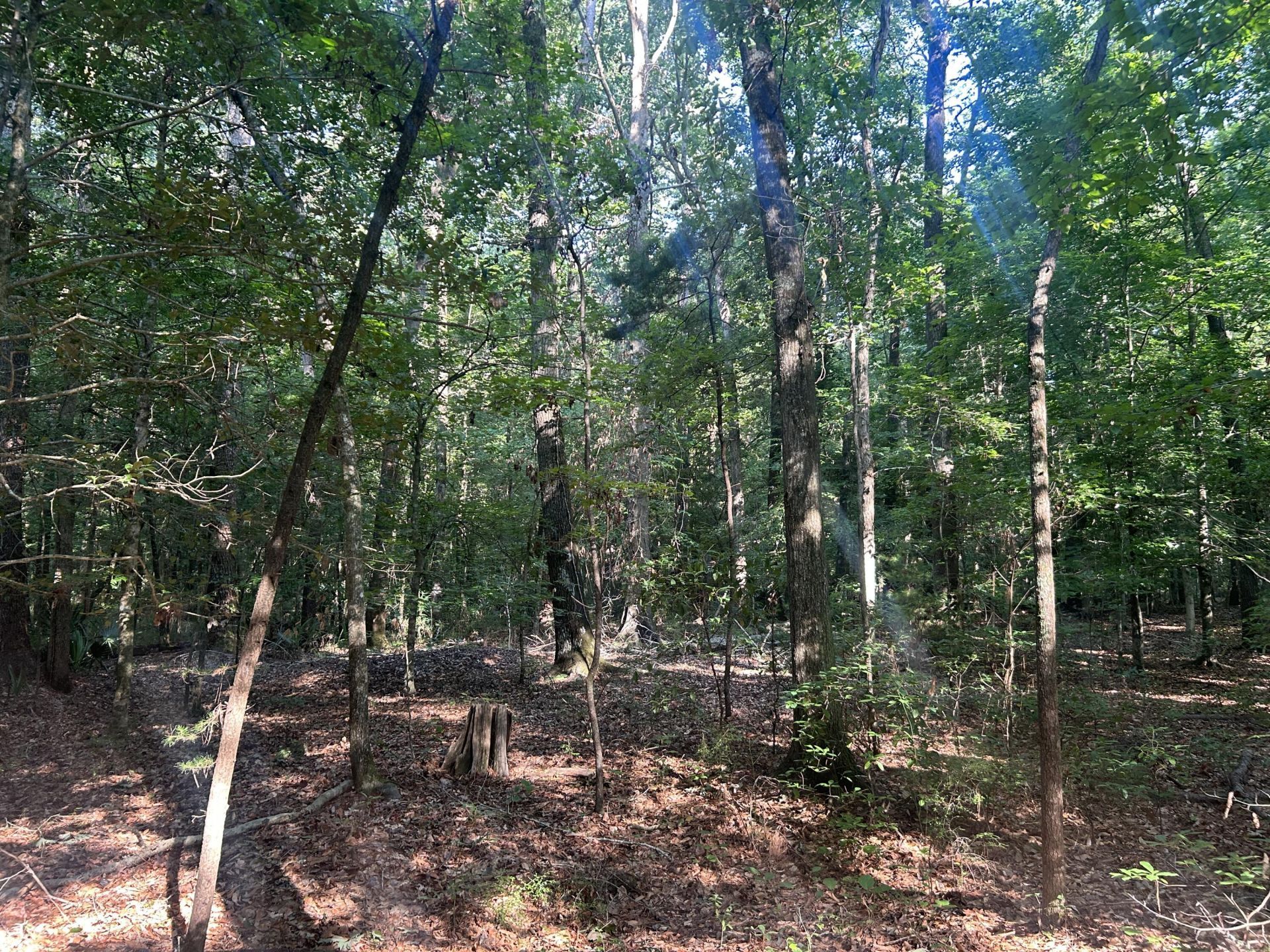 0 Swamp Fox Drive Photo 15