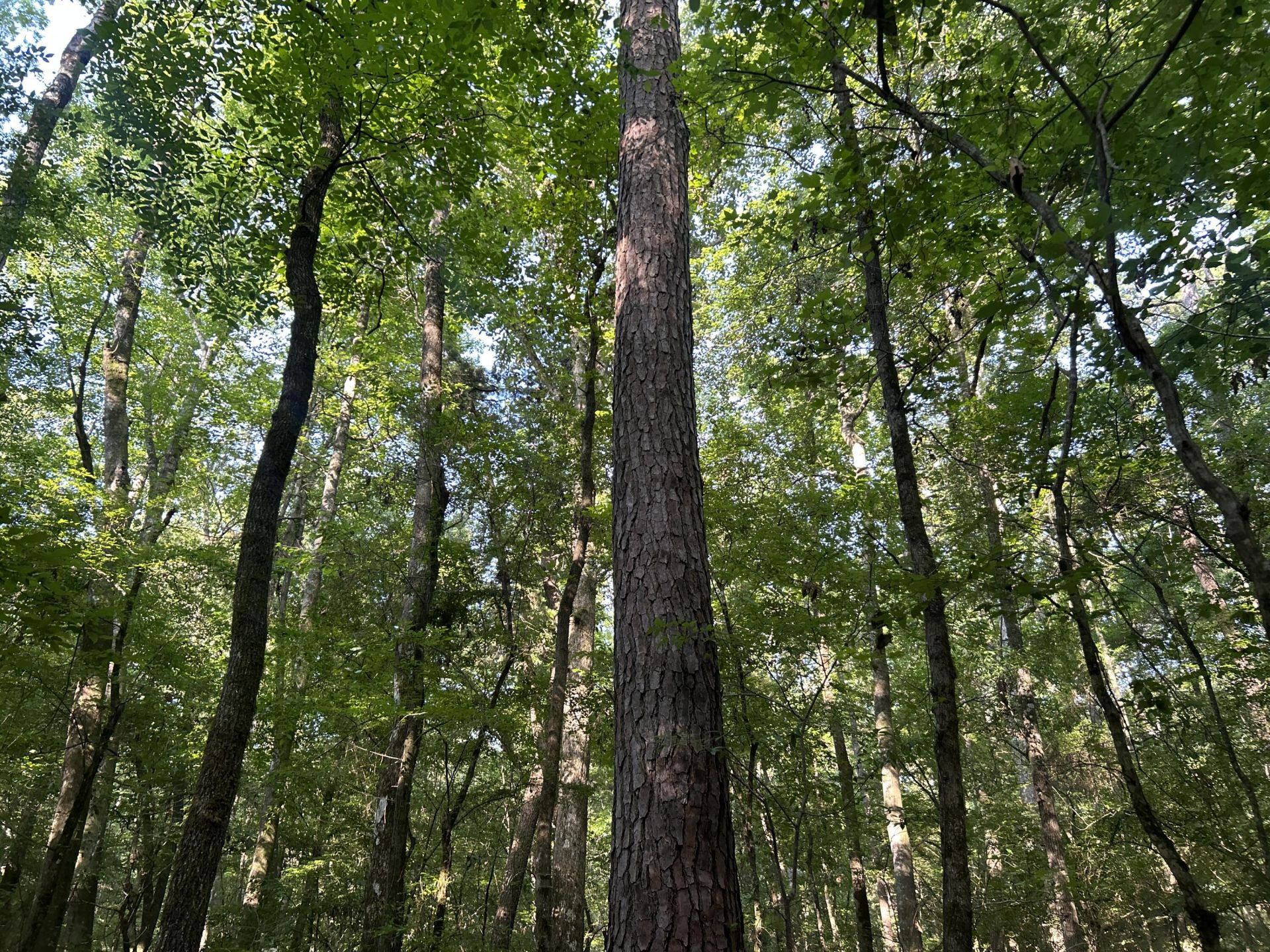 0 Swamp Fox Drive Photo 16