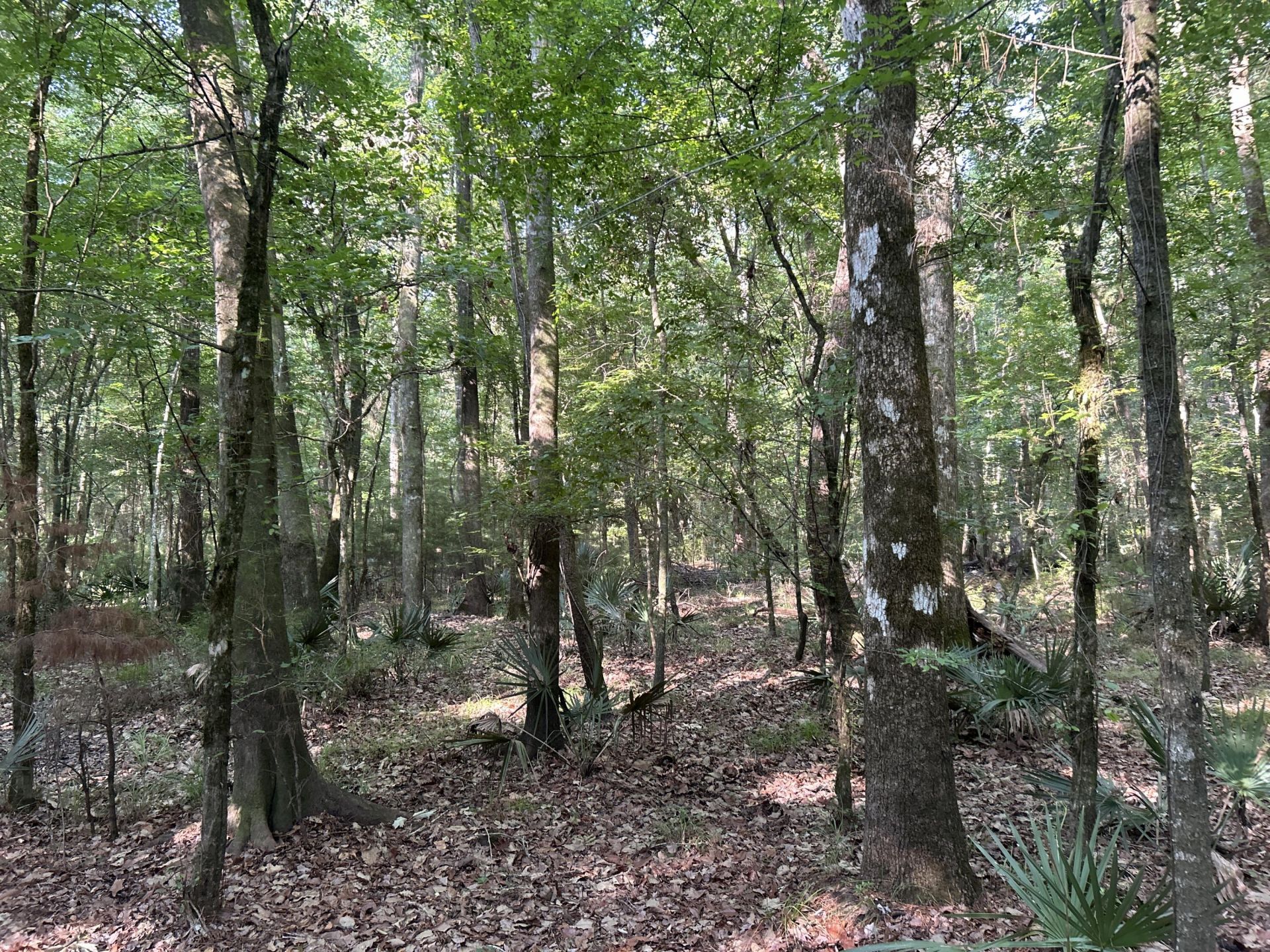 0 Swamp Fox Drive Photo 18