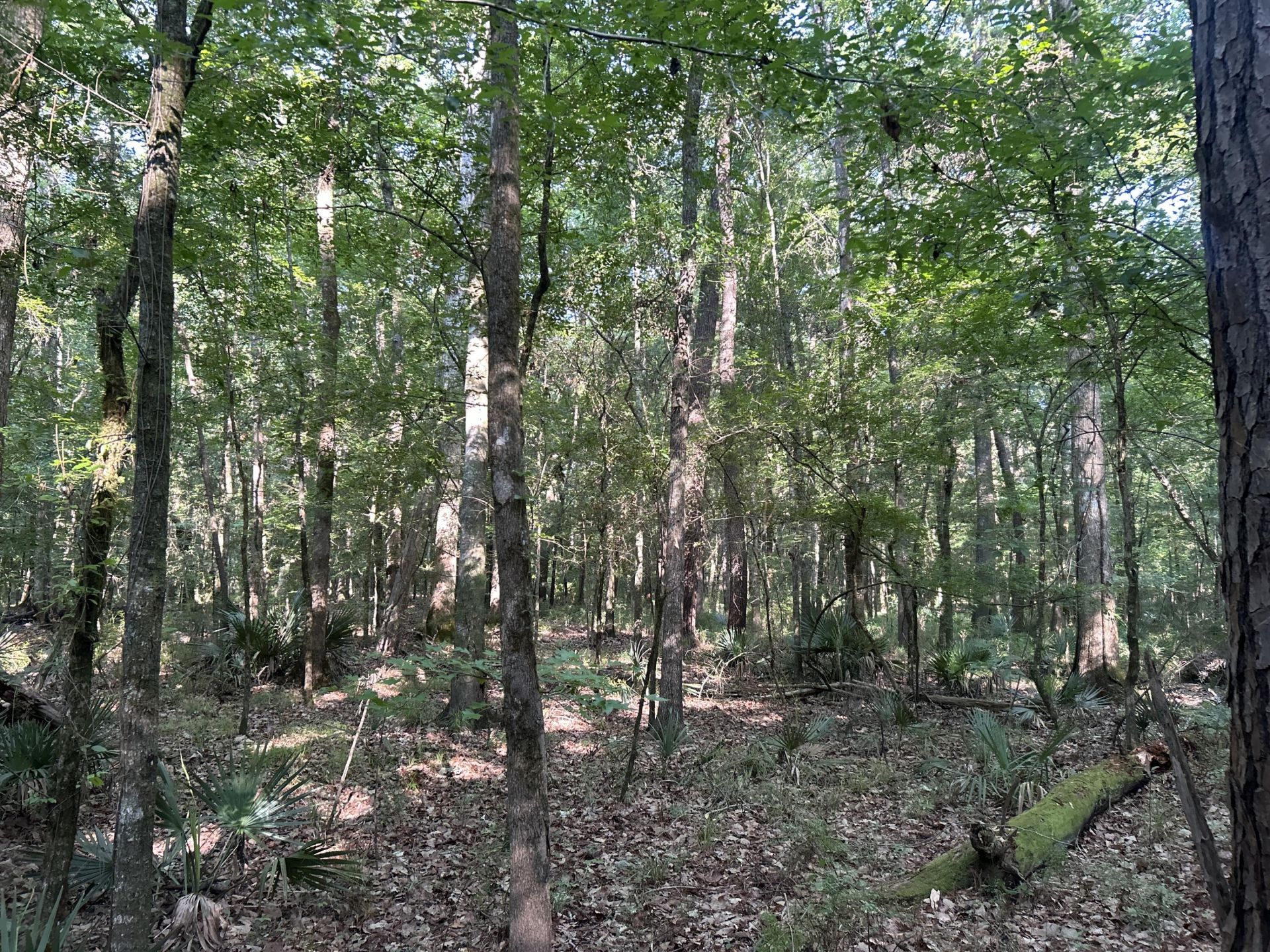 0 Swamp Fox Drive Photo 19