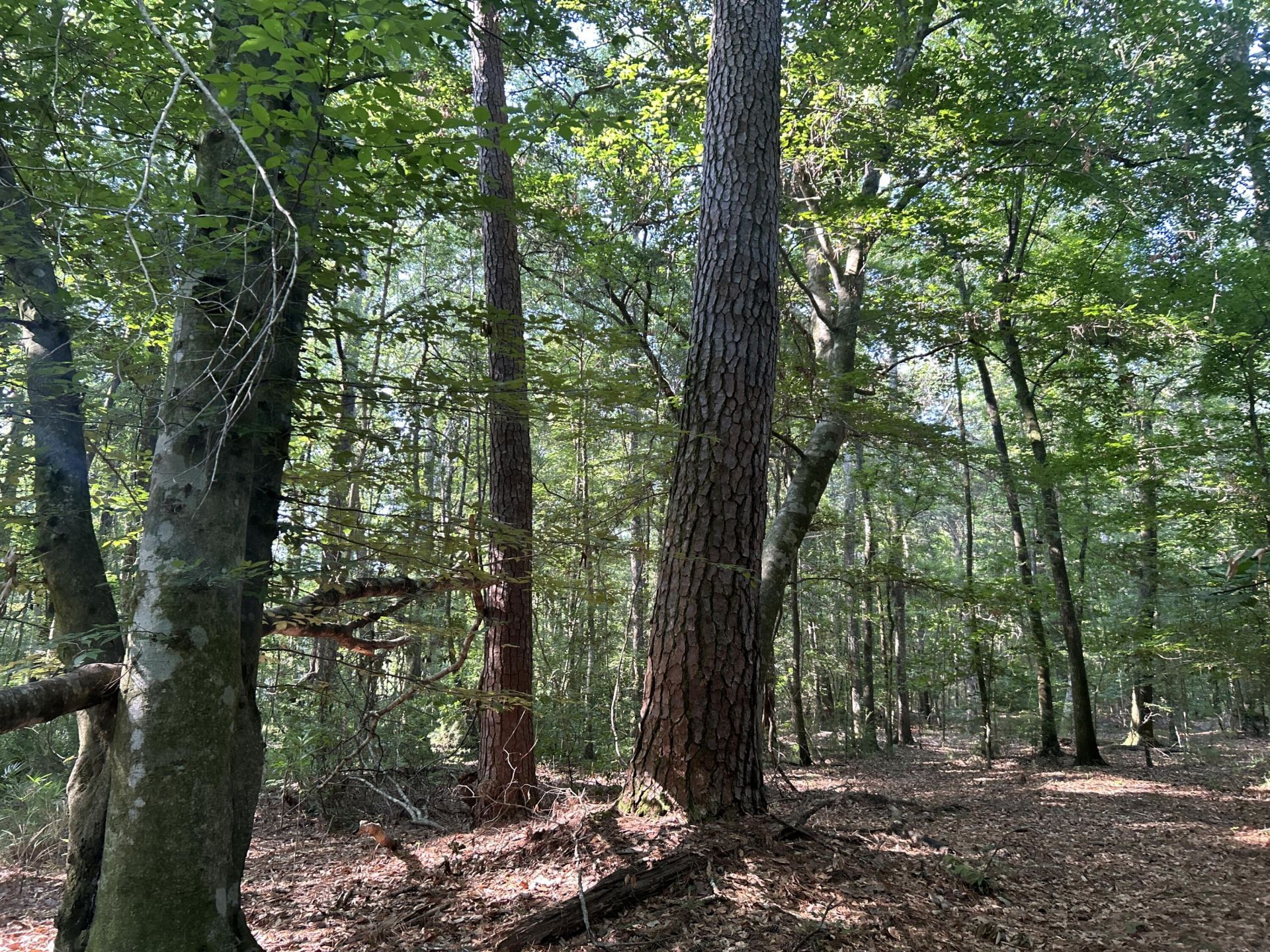 0 Swamp Fox Drive Photo 21