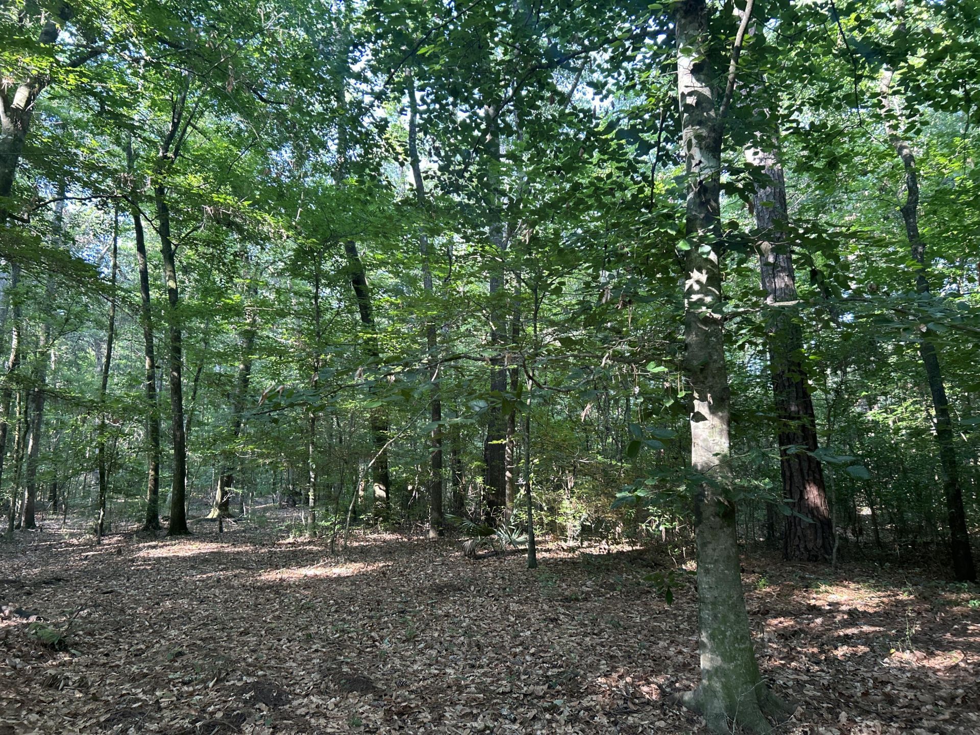 0 Swamp Fox Drive Photo 22