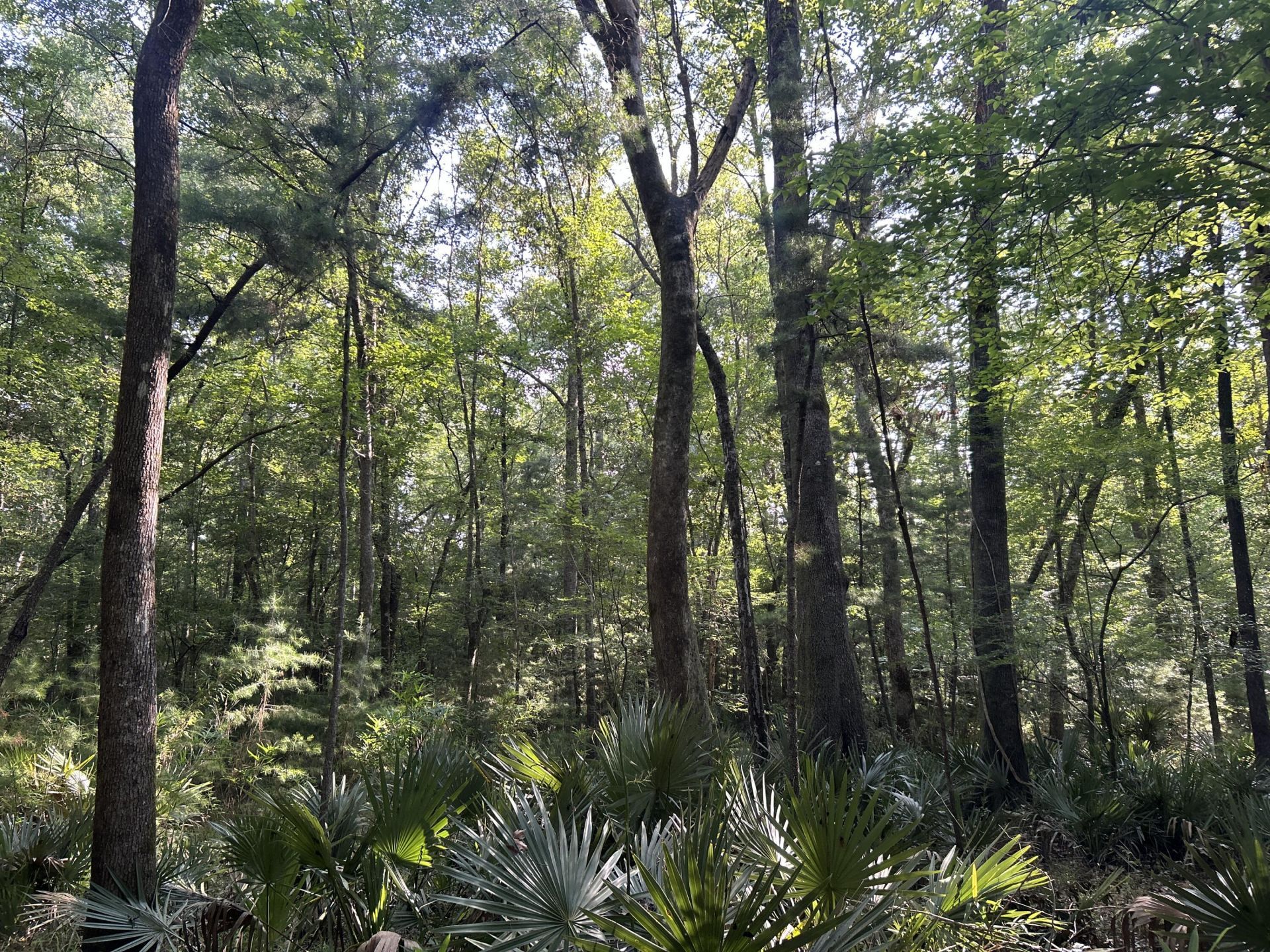 0 Swamp Fox Drive Photo 23