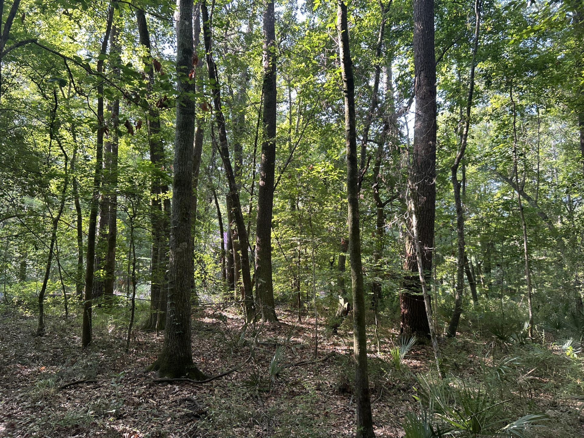 0 Swamp Fox Drive Photo 24