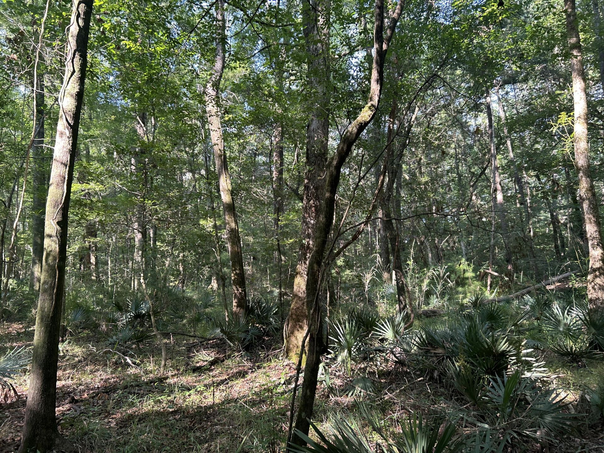 0 Swamp Fox Drive Photo 25