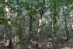 0 Swamp Fox Drive photo 4