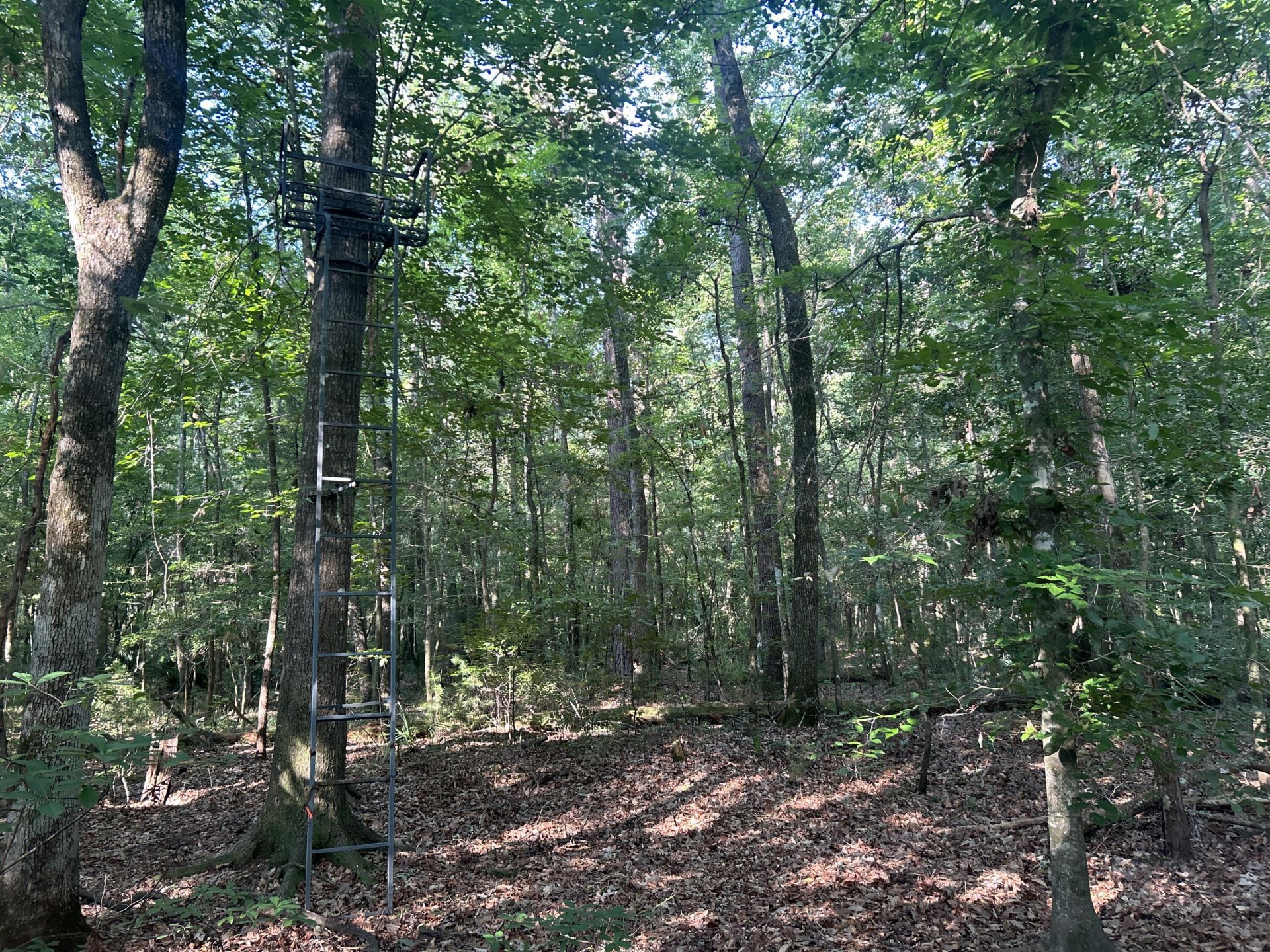 0 Swamp Fox Drive Photo 4