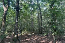 0 Swamp Fox Drive photo 4