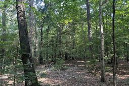 0 Swamp Fox Drive photo 4